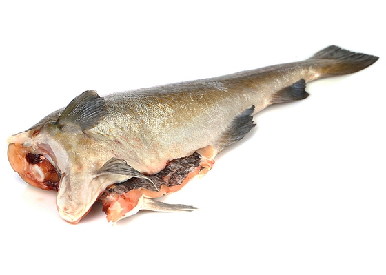 Треска б г. Треска фото рыбы с головой. Как выглядит треска.